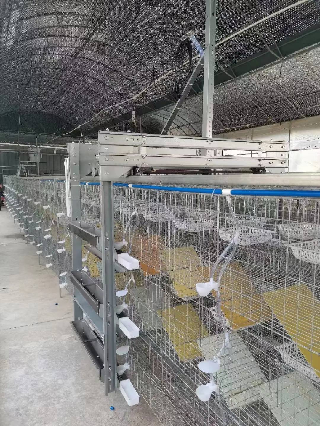自动化鸽子笼养设备 框架式鸽子笼 鸽笼全套 鸽子笼具 鸽子传送带清粪机 鸽子航车式喂料机