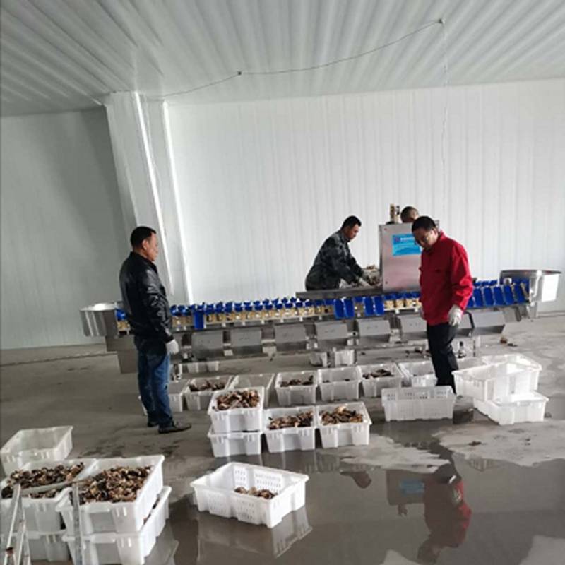海蛎子全自动称重分级分拣机牡蛎生蚝重量分选机
