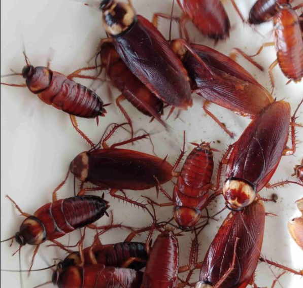 美洲大蠊养殖优势是什么，养殖美洲大蠊能不能赚到钱？