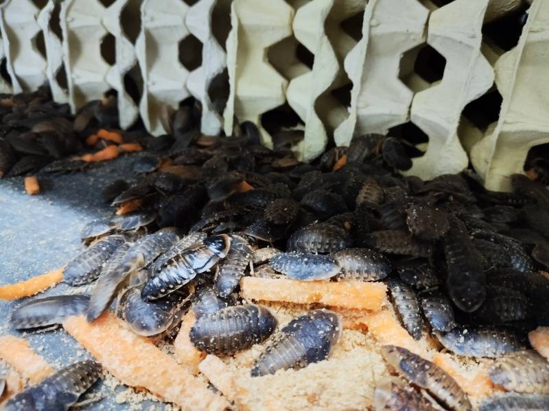 如何养好杜比亚蟑螂，养殖杜比亚蟑螂需要了解那些问题