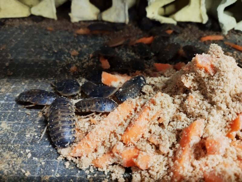 2025年靠谱又赚钱的养殖项目，杜比亚蟑螂养殖，每月繁殖循环收益