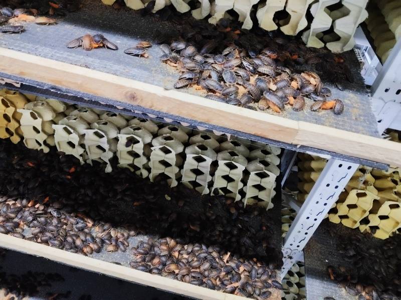 济南杜比亚养殖诚招合伙人，手把手教你养殖，你来养我来收