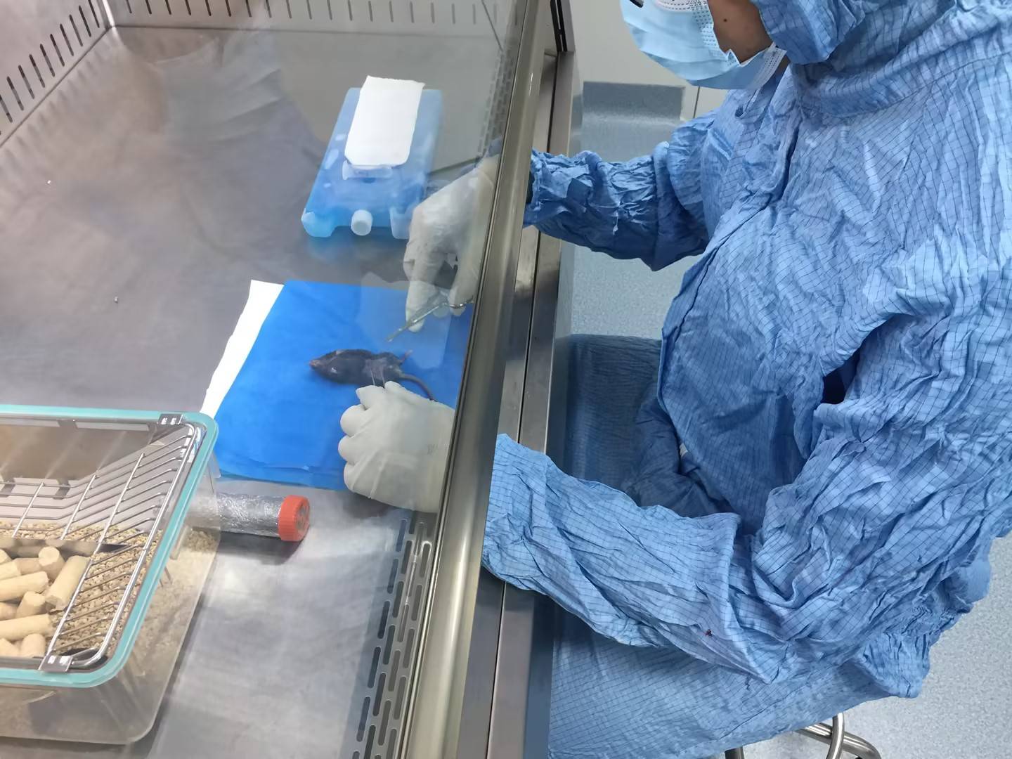 动物实验外包细胞实验外包