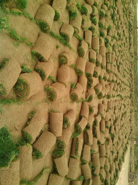 百慕大 耐寒耐践踏冷季型 绿化草皮草坪 全国范围均可发货