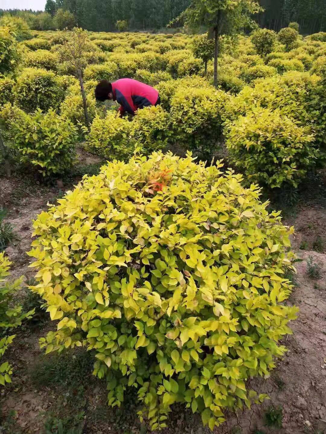 金叶女贞枝繁叶茂 现卖现挖 产地直发品类齐全绿化树