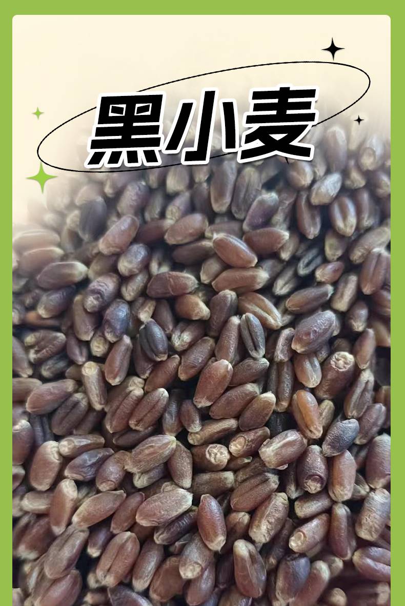 黑小麦 黑麦 山东黑小麦 山东黑麦