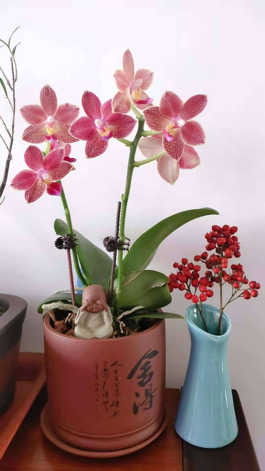 鲜花绿植北京花卉租摆公司