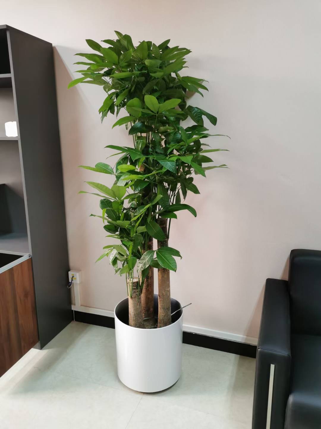 北京花卉租摆公司